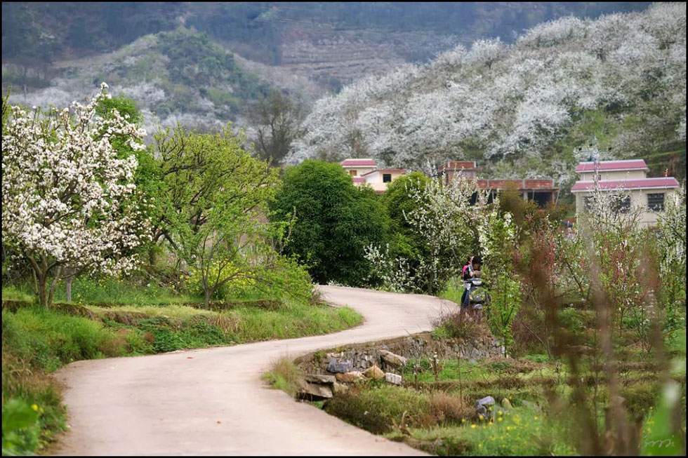 【春天,广西桂林灌阳县向您发出邀请!】我们在灌阳看梨花 - 游山玩水 - 长春生活社区 - 长春28生活网 cc.28life.com