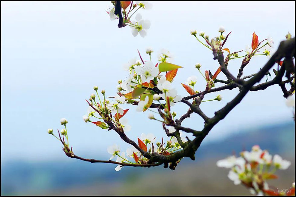 【春天,广西桂林灌阳县向您发出邀请!】我们在灌阳看梨花 - 游山玩水 - 长春生活社区 - 长春28生活网 cc.28life.com
