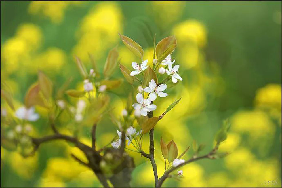 【春天,广西桂林灌阳县向您发出邀请!】我们在灌阳看梨花 - 游山玩水 - 长春生活社区 - 长春28生活网 cc.28life.com
