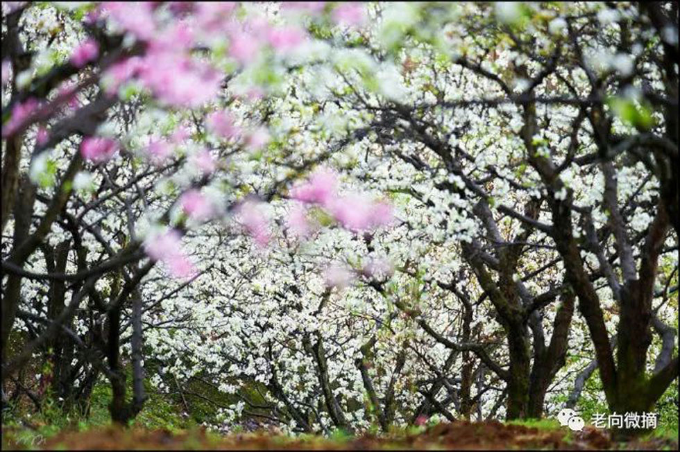 【春天,广西桂林灌阳县向您发出邀请!】我们在灌阳看梨花 - 游山玩水 - 长春生活社区 - 长春28生活网 cc.28life.com