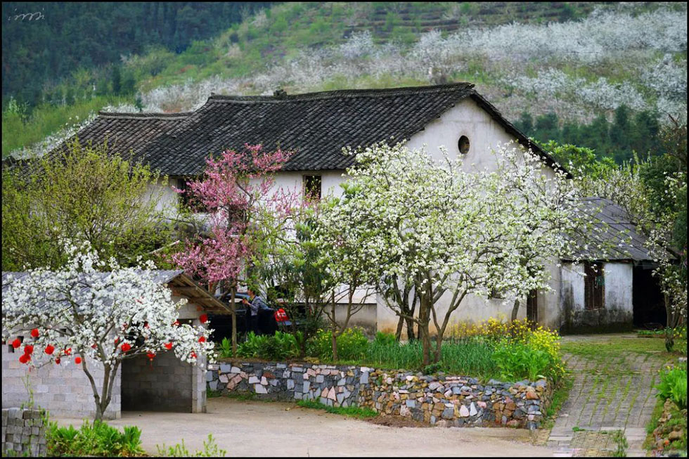 【春天,广西桂林灌阳县向您发出邀请!】我们在灌阳看梨花 - 游山玩水 - 长春生活社区 - 长春28生活网 cc.28life.com