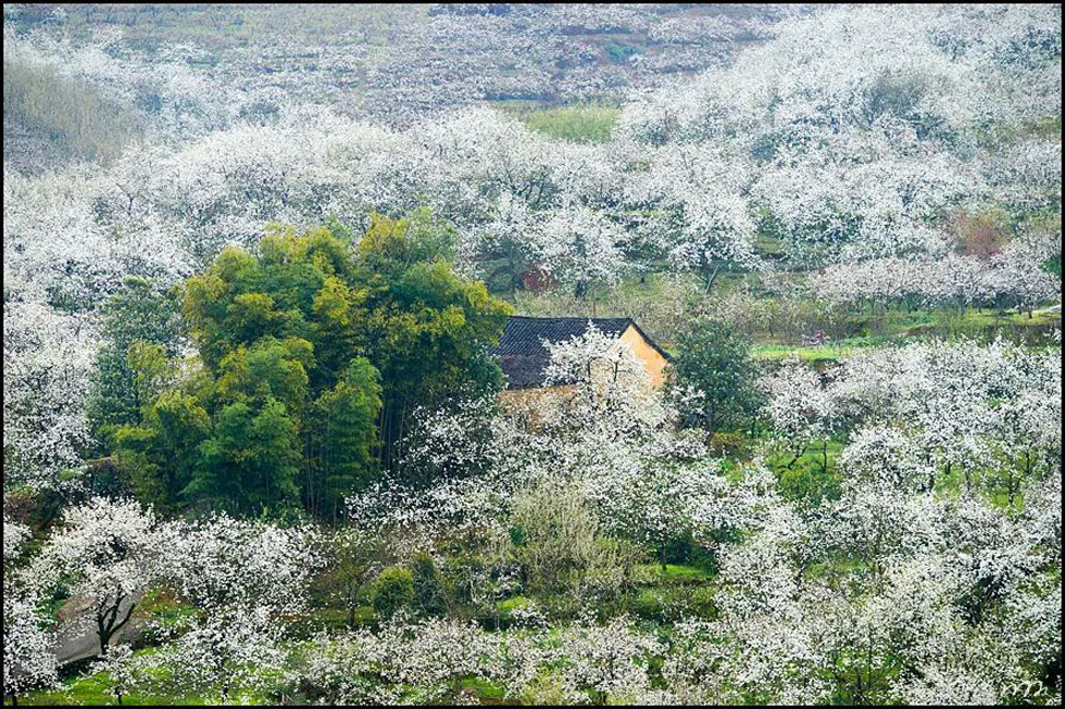 【春天,广西桂林灌阳县向您发出邀请!】我们在灌阳看梨花 - 游山玩水 - 长春生活社区 - 长春28生活网 cc.28life.com