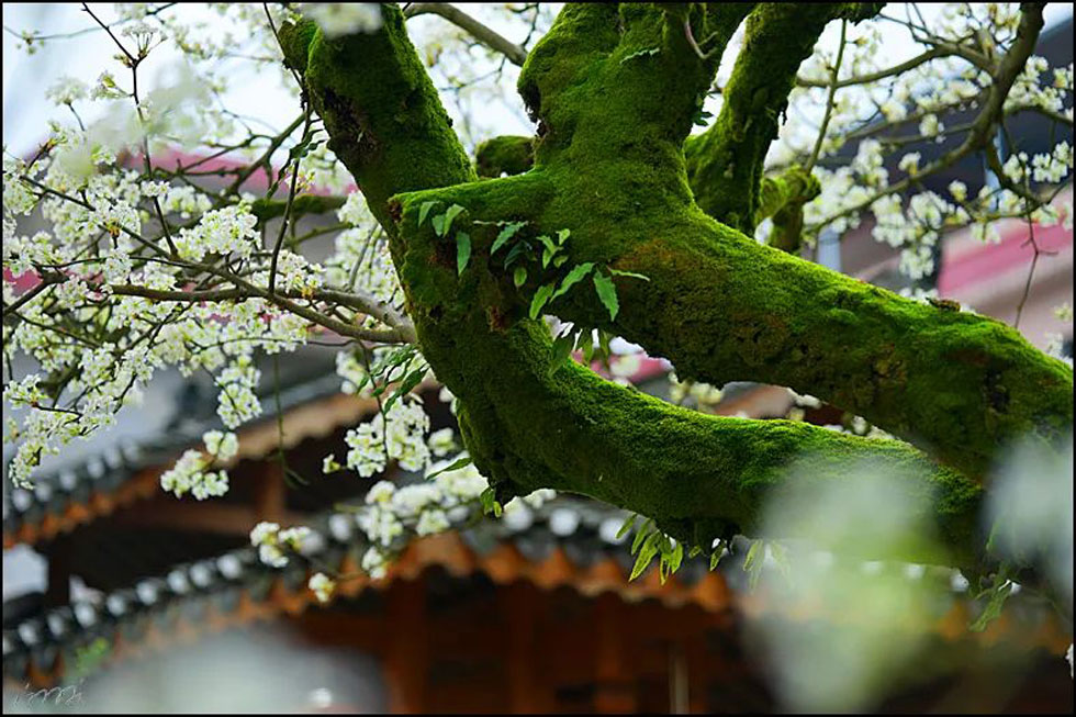 【春天,广西桂林灌阳县向您发出邀请!】我们在灌阳看梨花 - 游山玩水 - 长春生活社区 - 长春28生活网 cc.28life.com