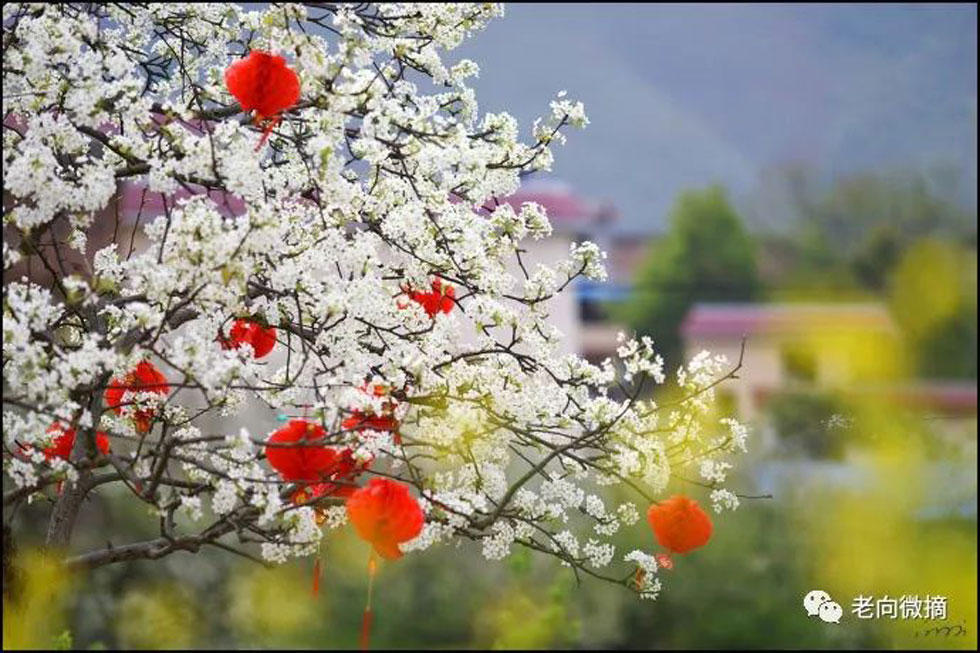 【春天,广西桂林灌阳县向您发出邀请!】我们在灌阳看梨花 - 游山玩水 - 长春生活社区 - 长春28生活网 cc.28life.com