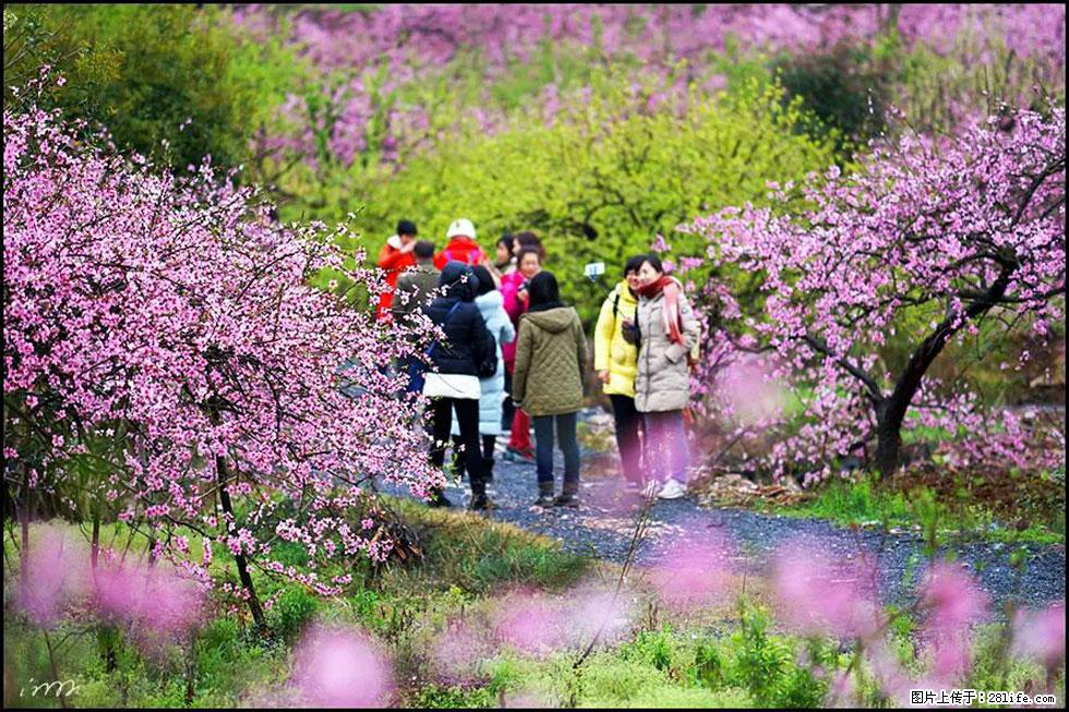【春天,广西桂林灌阳县向您发出邀请!】官庄村有个醉美的桃花园 - 游山玩水 - 长春生活社区 - 长春28生活网 cc.28life.com