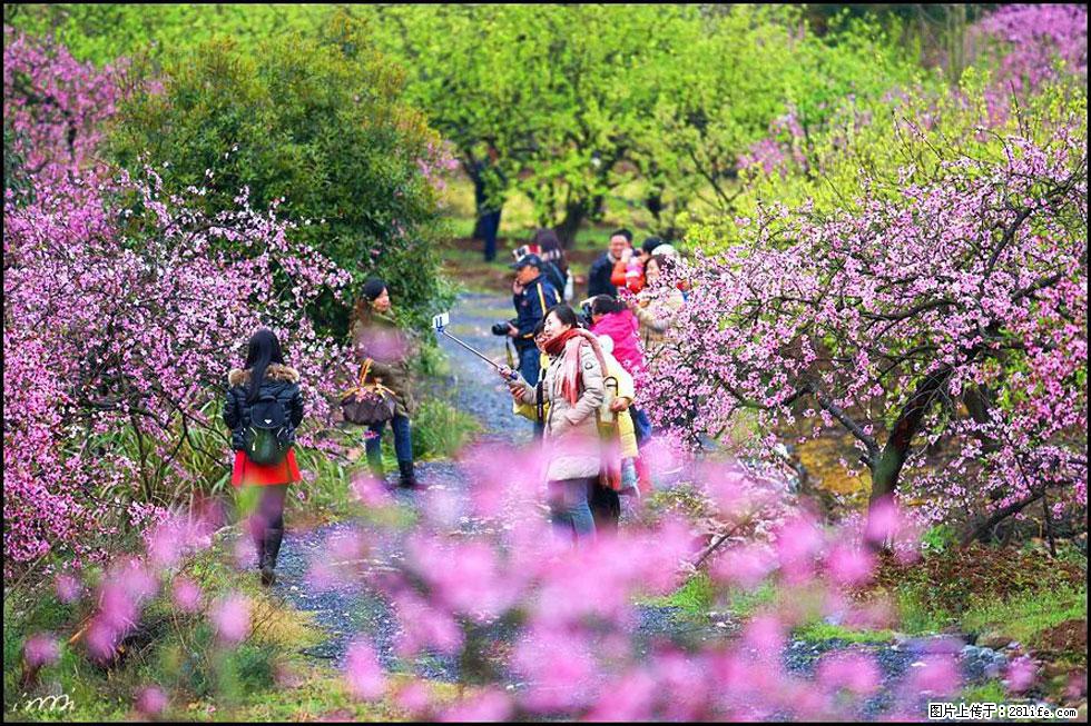 【春天,广西桂林灌阳县向您发出邀请!】官庄村有个醉美的桃花园 - 游山玩水 - 长春生活社区 - 长春28生活网 cc.28life.com