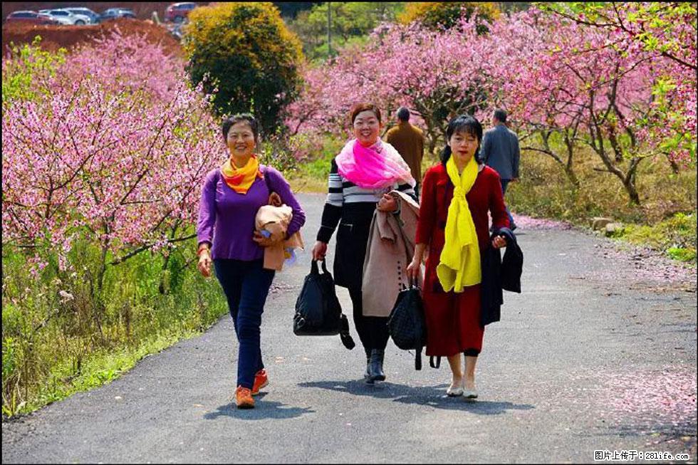 【春天,广西桂林灌阳县向您发出邀请!】官庄村有个醉美的桃花园 - 游山玩水 - 长春生活社区 - 长春28生活网 cc.28life.com