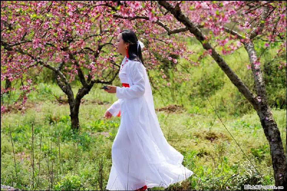 【春天,广西桂林灌阳县向您发出邀请!】官庄村有个醉美的桃花园 - 游山玩水 - 长春生活社区 - 长春28生活网 cc.28life.com