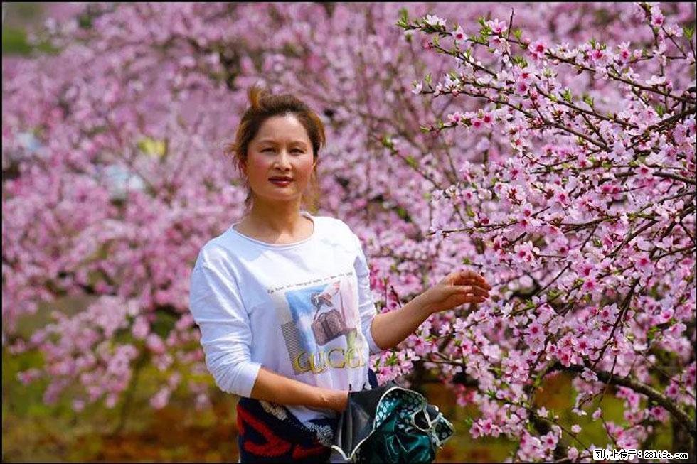 【春天,广西桂林灌阳县向您发出邀请!】官庄村有个醉美的桃花园 - 游山玩水 - 长春生活社区 - 长春28生活网 cc.28life.com