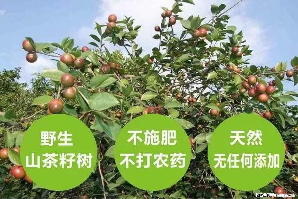【灌阳县油茶产业示范区】一个有着充实的精神生活的人,对待身外之物自会有一种淡泊的态度 - 土特产 - 饮食特产 - 长春分类信息 - 长春28生活网 cc.28life.com