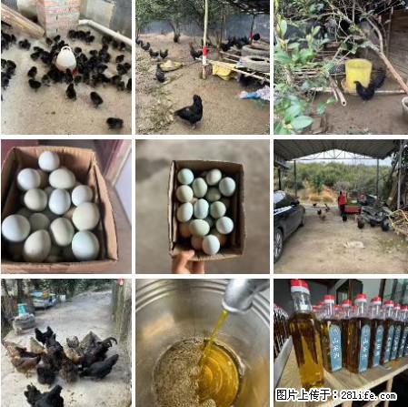 油茶园从小鸡仔开始养起的纯土鸡、土鸡蛋可以预定啦!还有前几天刚榨的纯山茶油哦 - 美食天地 - 长春生活社区 - 长春28生活网 cc.28life.com