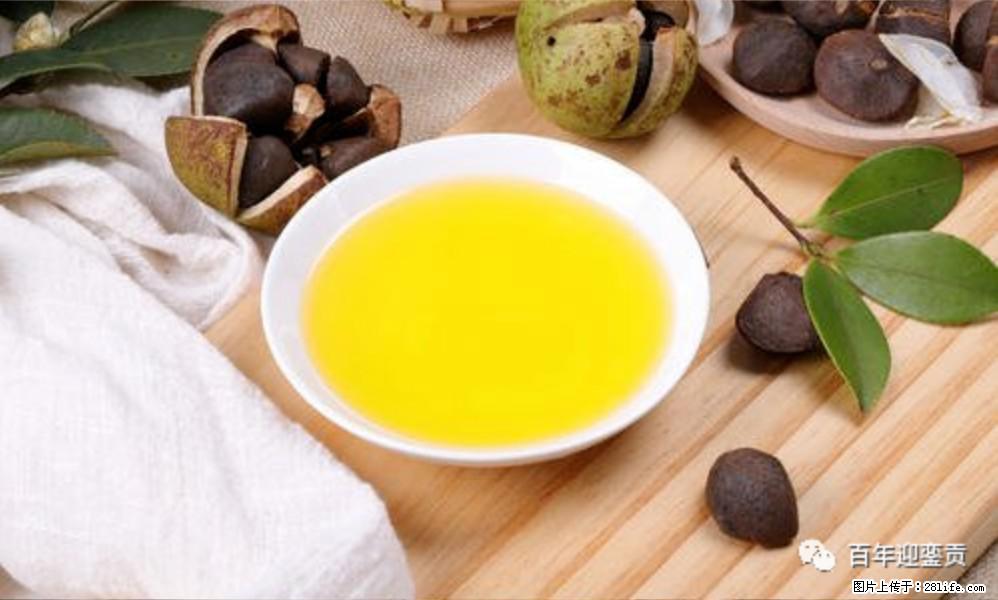 揭秘茶油的5大核心营养成分！被称为人体健康的“守护盾”！ - 长春生活资讯 - 长春28生活网 cc.28life.com