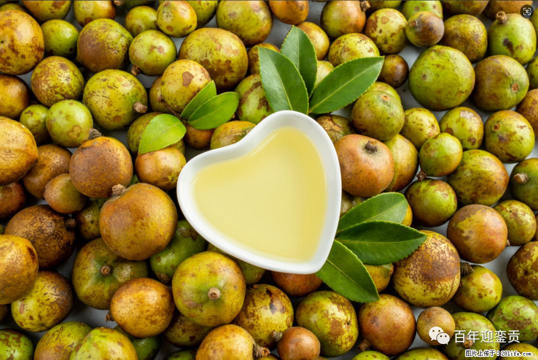 世界没有真相，只有认知，最好的食用油是中国的山茶油！ - 长春生活资讯 - 长春28生活网 cc.28life.com