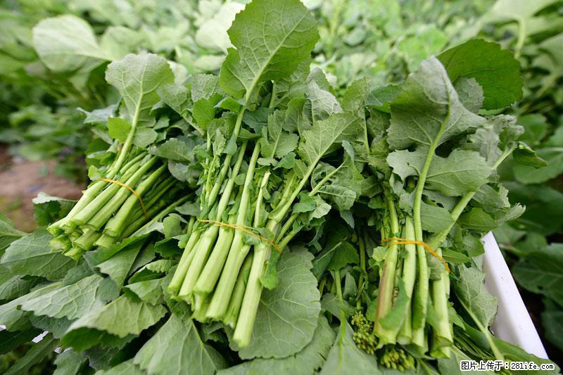 这些蔬菜是“天然钙片”,这6种被医生重点推荐 - 长春生活资讯 - 长春28生活网 cc.28life.com
