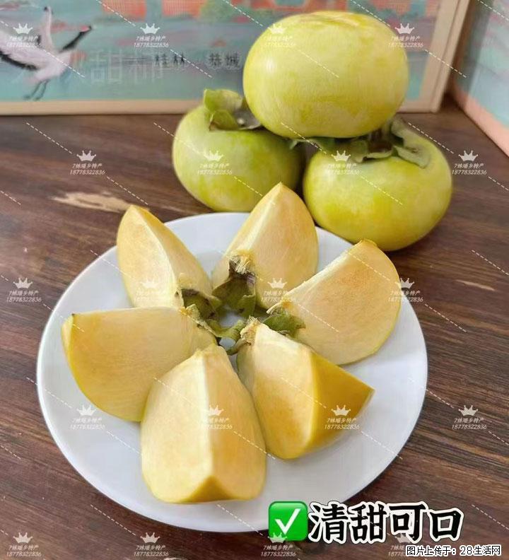 广西桂林平乐桥亭【红心猕猴桃】、【大秋甜柿】上市啦，欢迎各位新老客户下单（另有少量小果出售） - 长春生活资讯 - 长春28生活网 cc.28life.com